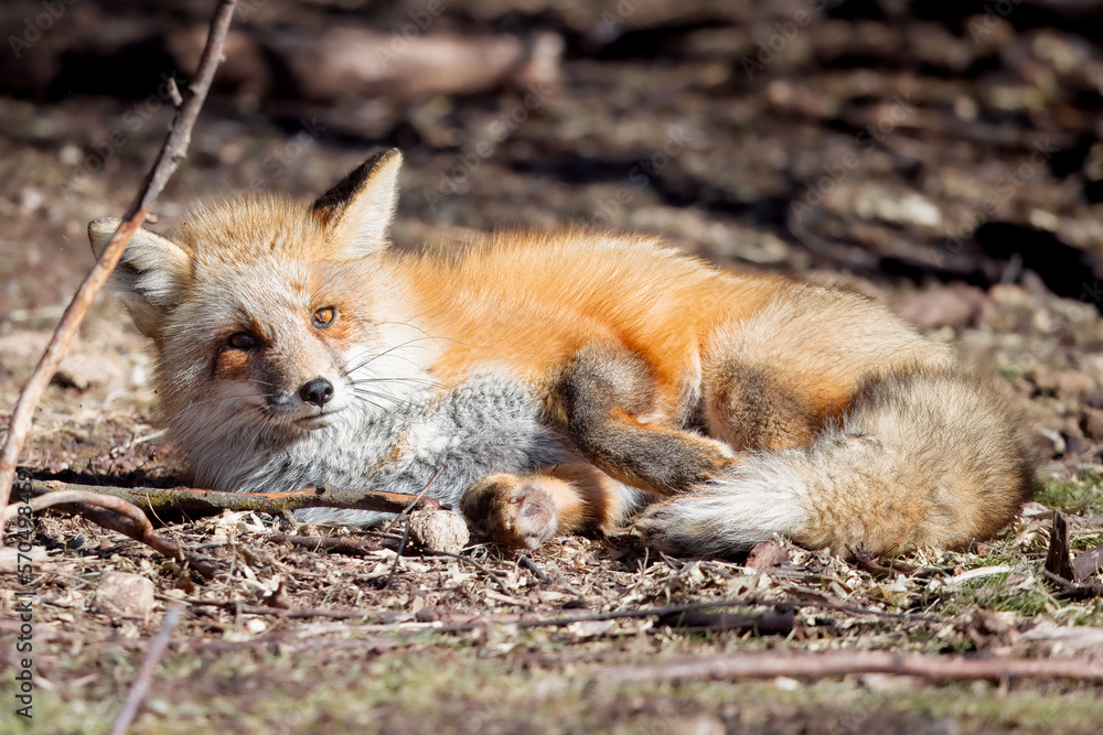 Fototapeta premium a frazzled red fox