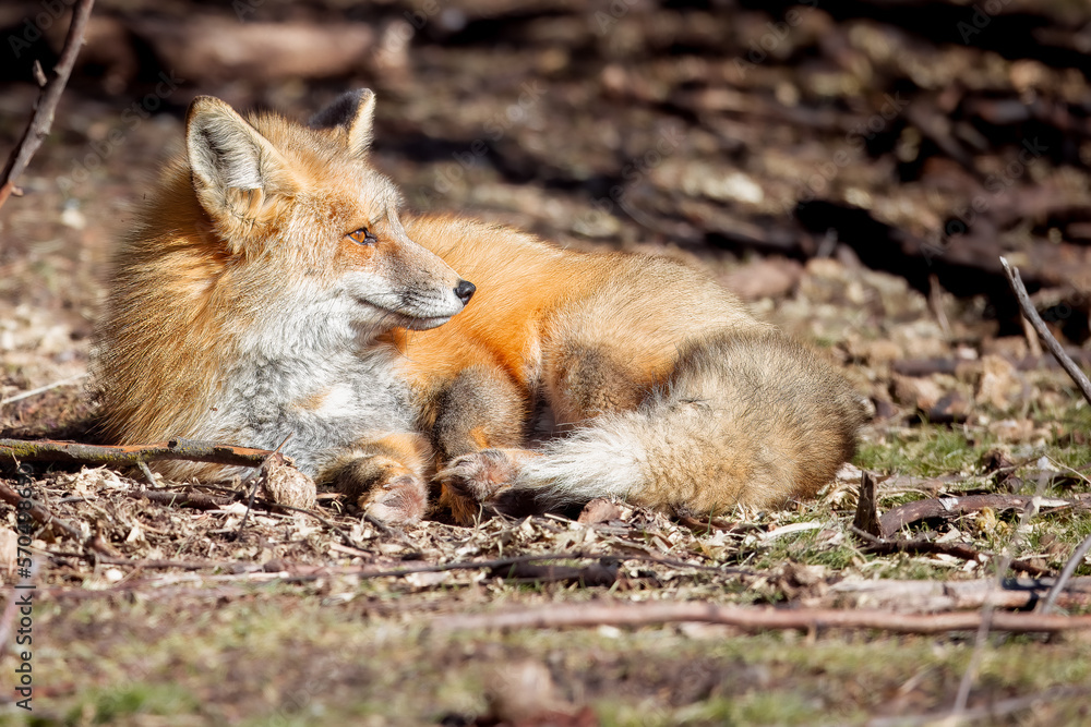 the red fox relaxing