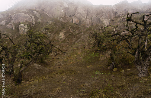 Tara trees in Lomas de Lachay, Natural Reserve in Lima Peru