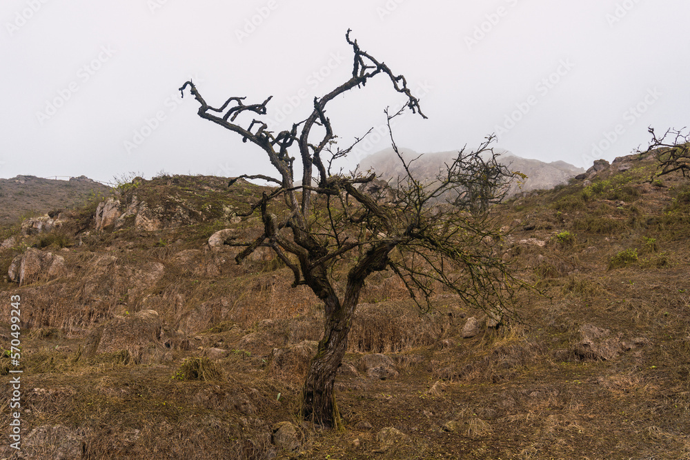 Trees in Lomas de Lachay, Natural Reserve in Lima Peru Trees in Lomas de Lachay, Natural Reserve in Lima Peru