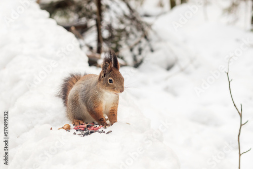 A fluffy cute squirrel sits alone in a snowy forest eating seeds, peanuts.