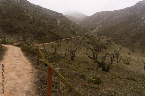 Pathway in clear day in Lomas de Lachay photo