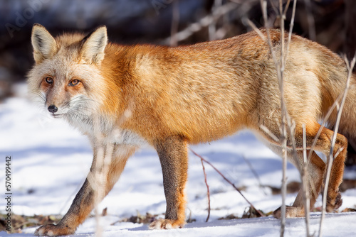 the red fox