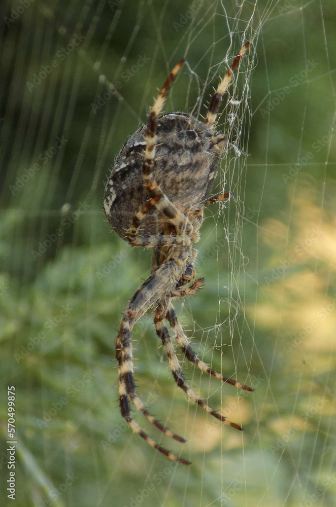 Orb Weaver on its web from the side Orb Weaver on its web from the side