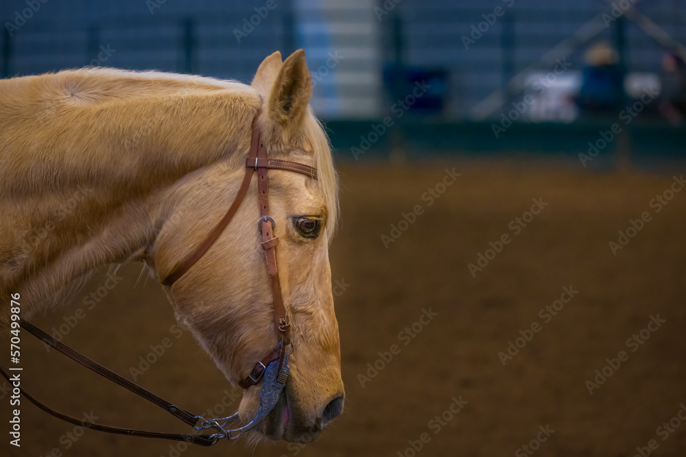 20230205 A PROFILE OF A TAN COLORED HORSE WITH A HALER AND RIDING BIT IN A ARENA IN LYNDEN