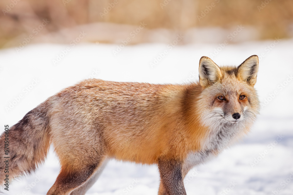 Obraz premium red fox in snow