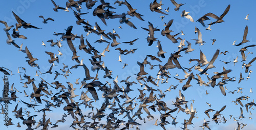 Flock of frightened birds in the blue sky