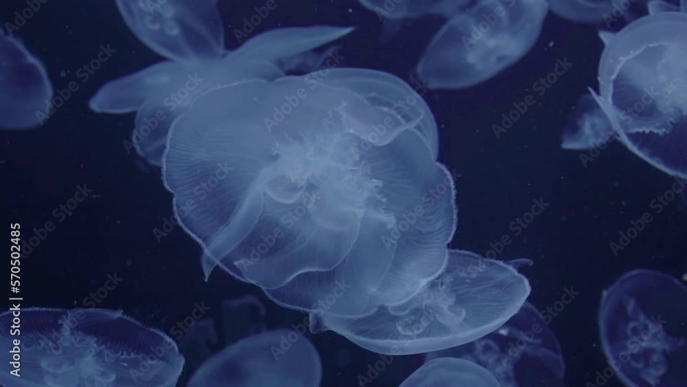 Aurelia aurita common moon jellyfish colony in dark water with glowing purple light as dark underwater background