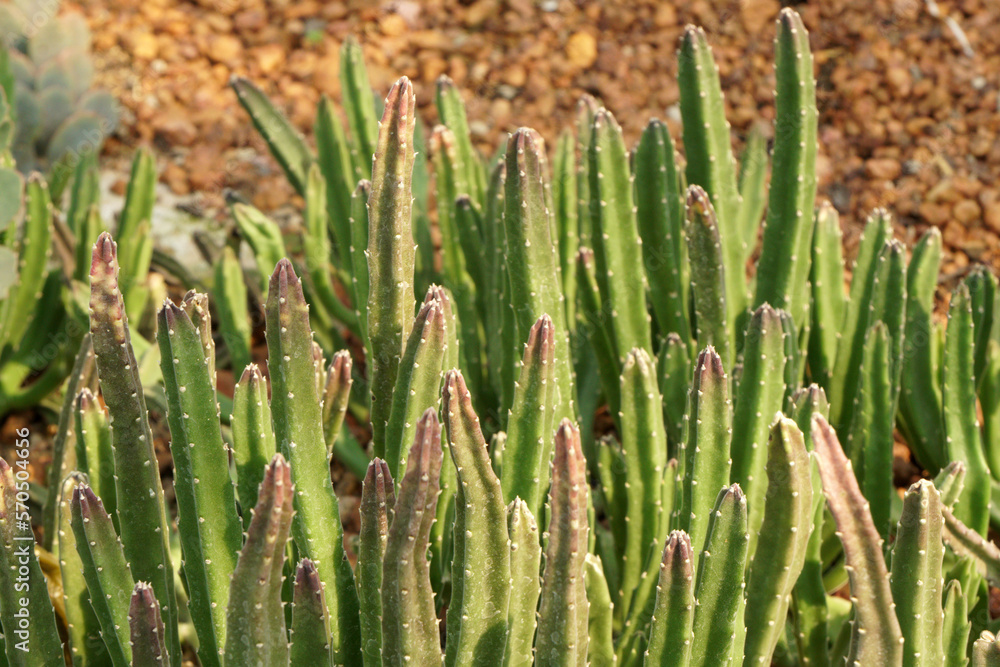Green Cactus Plant or Call Cereus sp. Fairy castle cactus . Nature Green Tropical Plant backdrop and beautiful detail Green Cactus Plant or Call Cereus sp. Fairy castle cactus . Nature Green Tropical Plant backdrop and beautiful detail