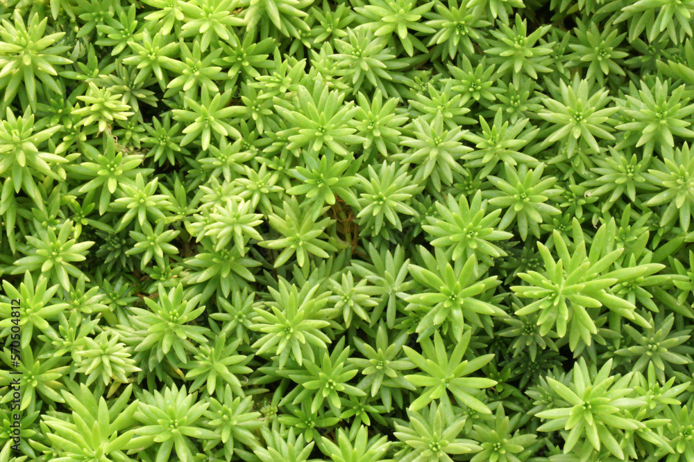 Top view surface of Bright Green Succulent plant in the garden - nature Texture background , Floral backdrop in the garden Top view surface of Bright Green Succulent plant in the garden - nature Texture background , Floral backdrop in the garden