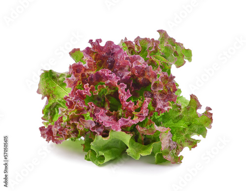 Fresh red lettuce isolated on c background. PNG