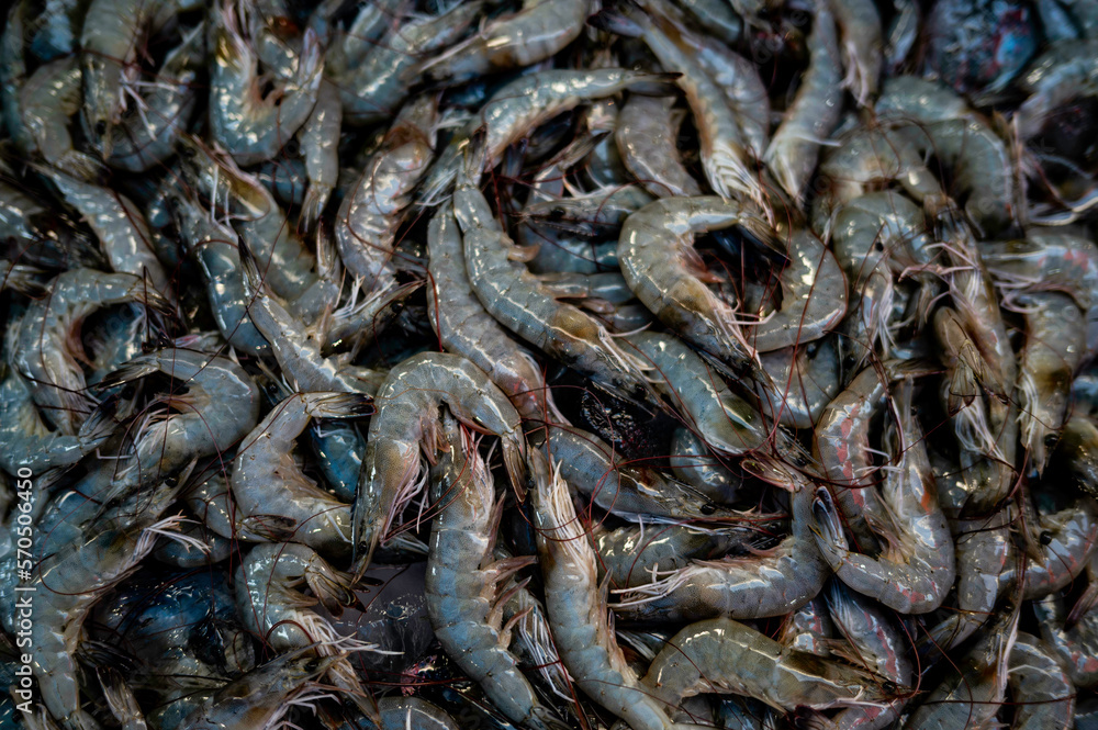 Fresh seafood prawns for sale in Sriracha seafood market, Thailand