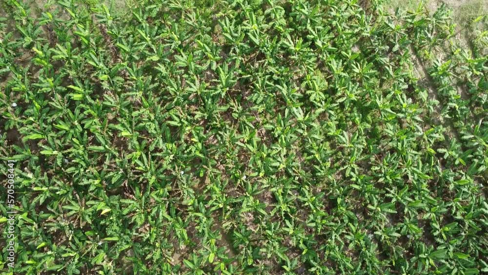 Drone video of a banana field in Mexico, america, food aerial view Drone video of a banana field in Mexico, america, food aerial view