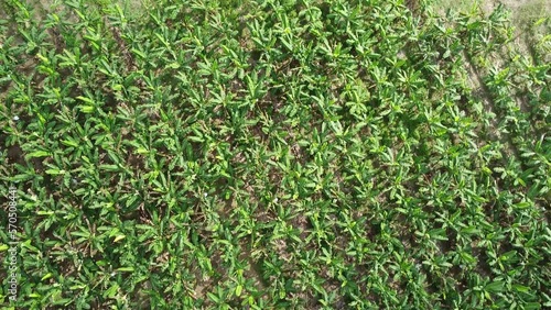 Drone video of a banana field in Mexico, america, food aerial view  