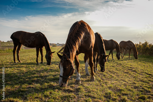 horses in the field