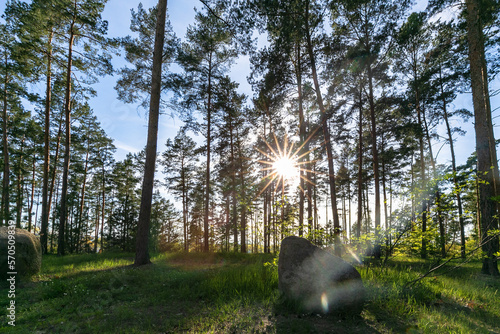 trees in the forest