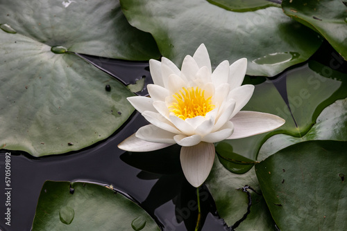 white water lily