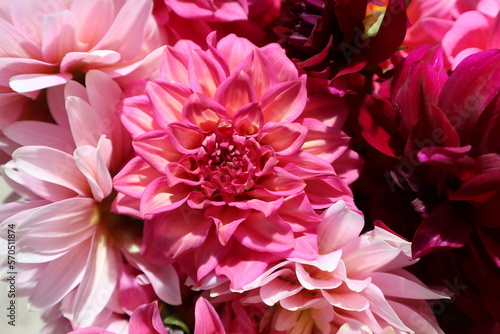 Bright pink and pale pink dahlia flowers. Floral background and concept