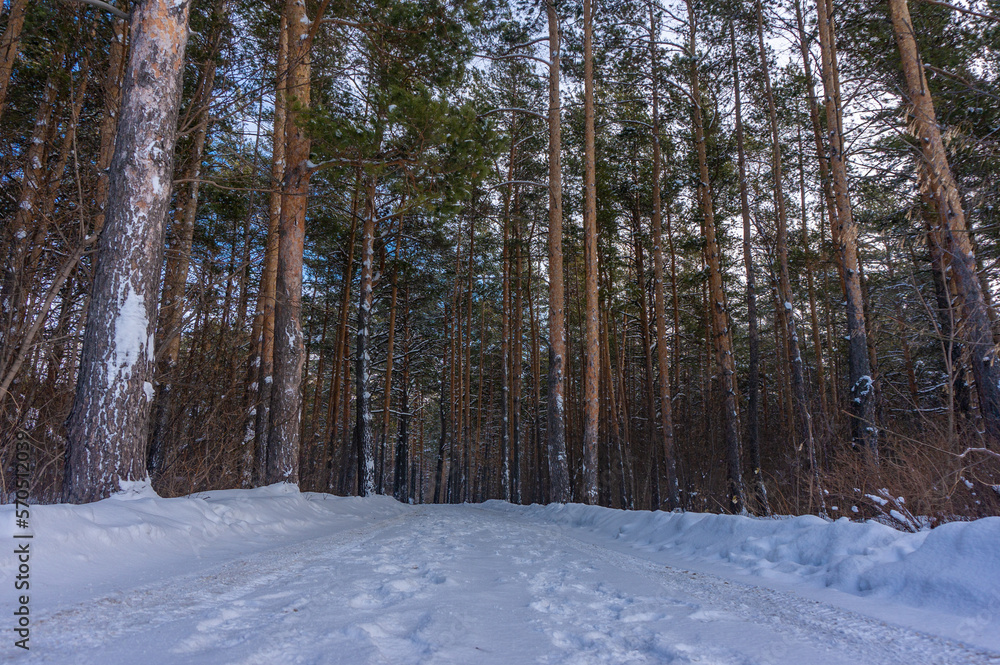 Fototapeta premium Winter road through the pine forest