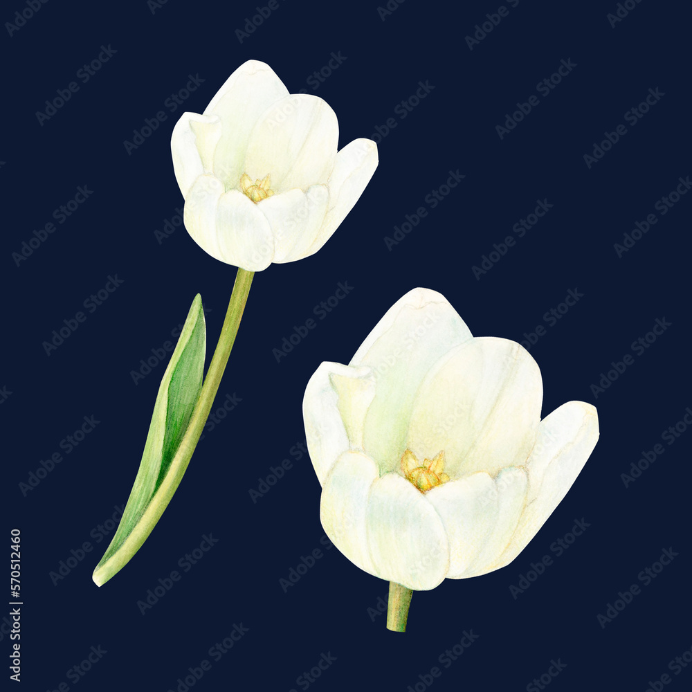 Two beautiful watercolor white tulips on the black background Two beautiful watercolor white tulips on the black background