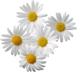 daisies isolated on white background