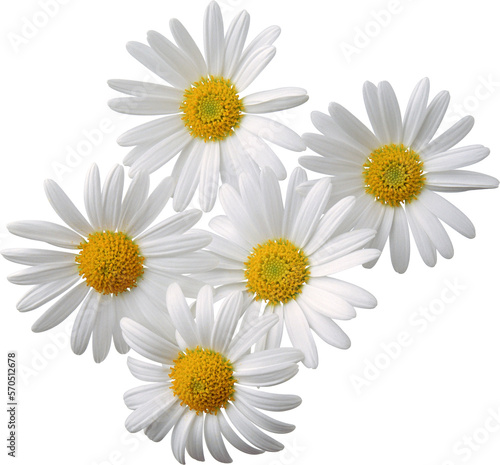 daisies isolated on white background photo