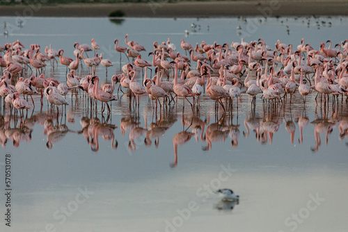 flock of flamingoes reflected in a lake