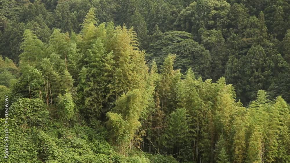 風に揺れる竹林 /
bamboo grove swaying in the wind 風に揺れる竹林 /
bamboo grove swaying in the wind