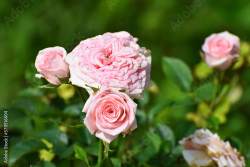 pink roses in garden