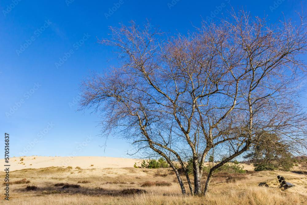 Tree in front of the sand dunes of the Drents Friese Wold national park, Netherlands Tree in front of the sand dunes of the Drents Friese Wold national park, Netherlands