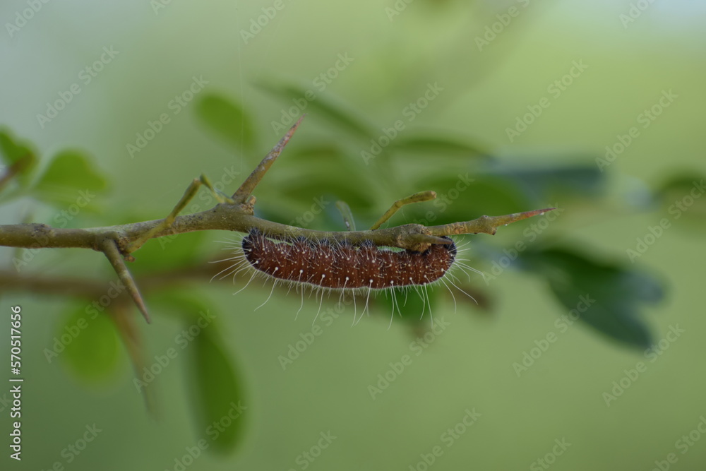 brown caterpillar on a leaf in blurred green background brown caterpillar on a leaf in blurred green background