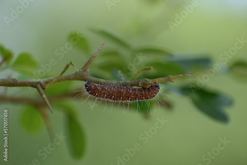 brown caterpillar on a leaf in blurred green background 