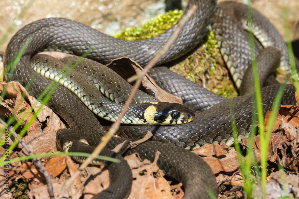 Grass Snakes that winds in the spring sunshine Grass Snakes that winds in the spring sunshine
