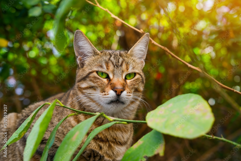 Striped tabby cat with bright green eyes on the background of foliage and sunlight close-up Striped tabby cat with bright green eyes on the background of foliage and sunlight close-up