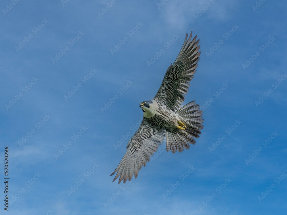 Obraz premium peregrine falcon in flight