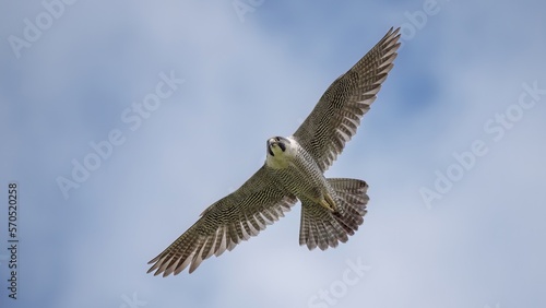 peregrine falcon in flight © mark