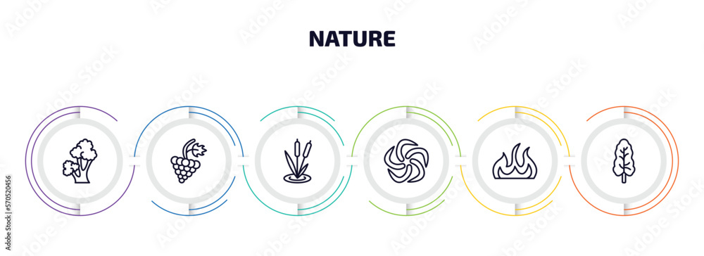 nature infographic element with outline icons and 6 step or option. nature icons such as scarlet oak tree, grapevine, reeds, whirlpool, burn, black ash tree vector.