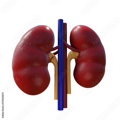 3d rendering of human kidney organ perspective view.png