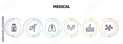 medical infographic element with outline icons and 6 step or option. medical icons such as medicine capsules, gallbladder, lungs, adrenal gland, epidermis, three hexagons cell vector.