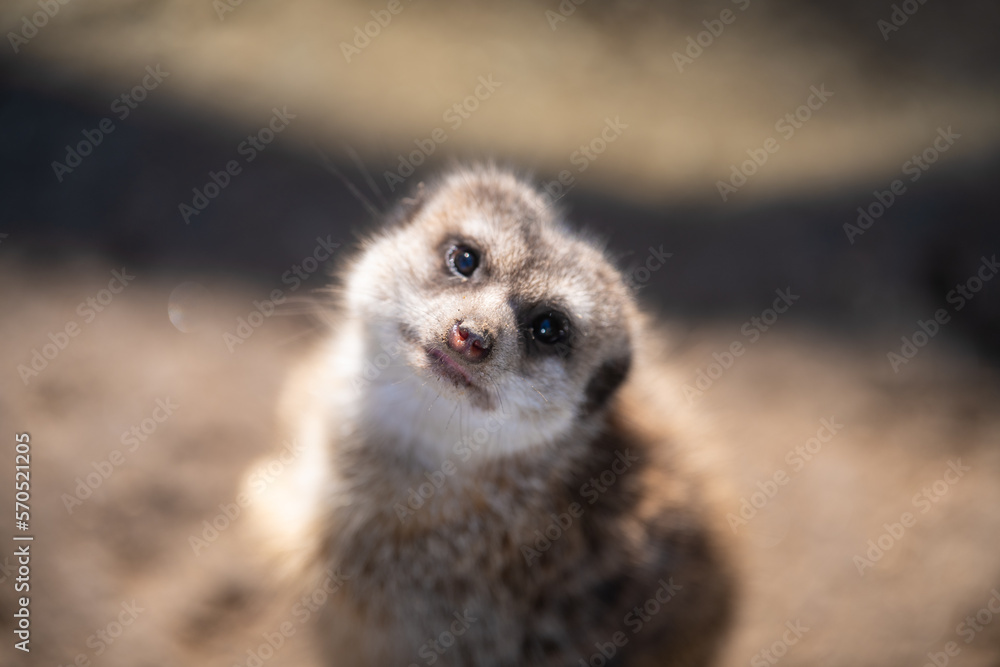 Portrait of cute Meerkat (Suricata suricatt) sitting and looking into camera. Closeup.
Portrait of cute Meerkat (Suricata suricatt) sitting and looking into camera. Closeup.