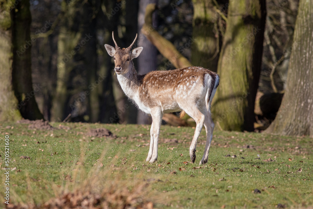 A portrait of a young fallow deer buck as he stands sideways facing forward looking towards the camera. Set against a natural background of trees A portrait of a young fallow deer buck as he stands sideways facing forward looking towards the camera. Set against a natural background of trees