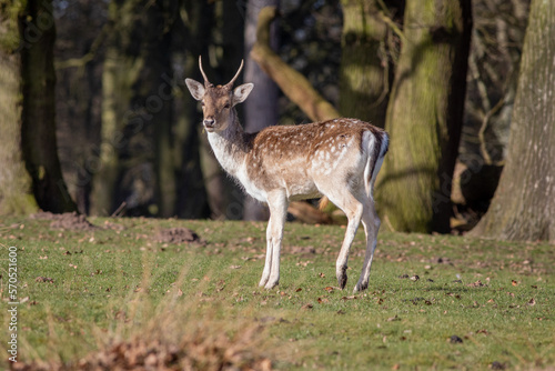 A portrait of a young fallow deer buck as he stands sideways facing forward looking towards the camera. Set against a natural background of trees