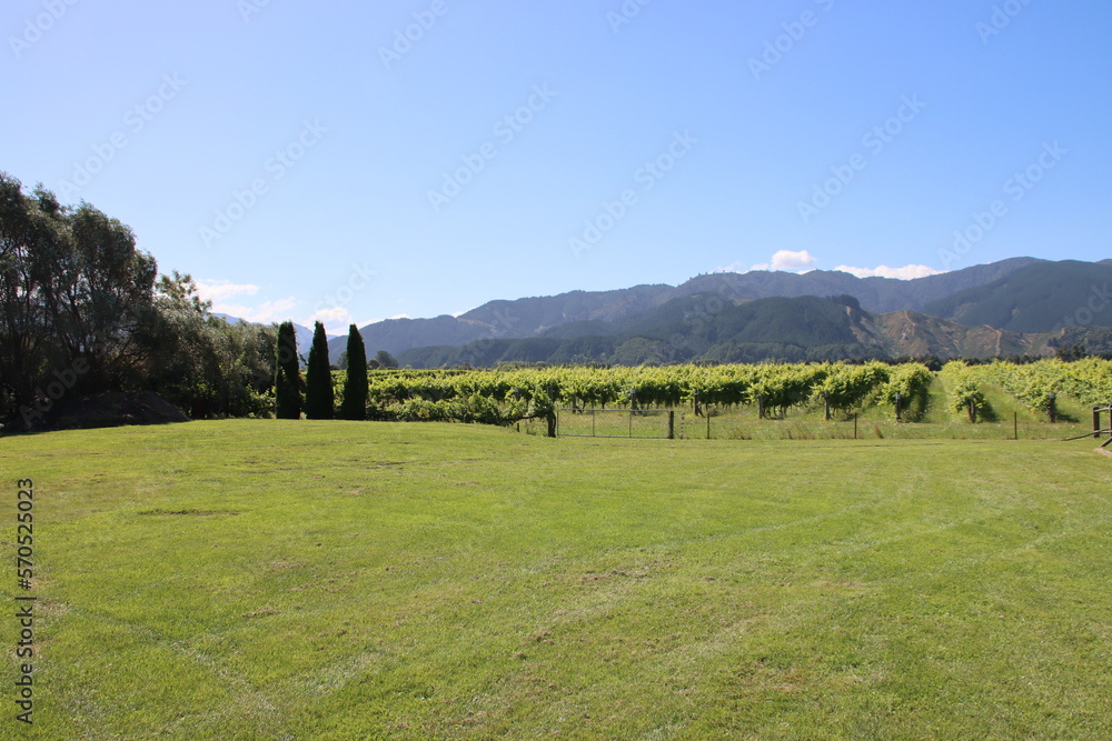 Vineyard in the Marlborough region on the South Island of New Zealand.