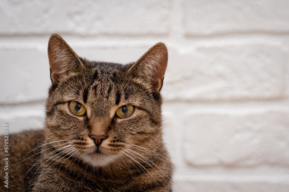 Portrait of a funny cat with yellow eyes on a white background