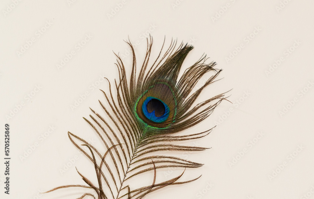Obraz premium Colourful peacock feathers isolated on white background. Closeup