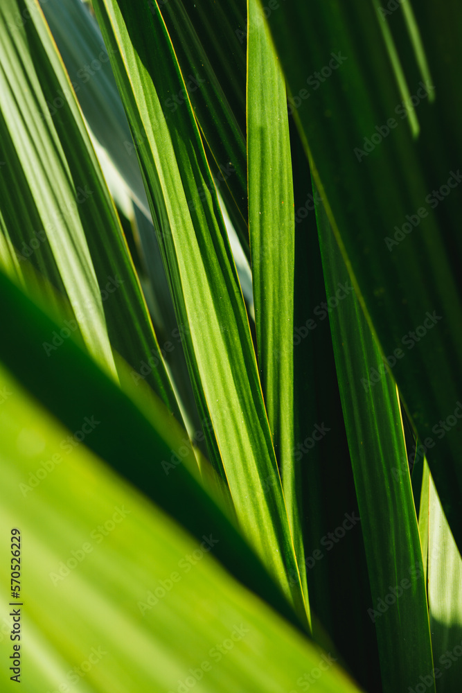 Green palm leaf with sun light Green palm leaf with sun light