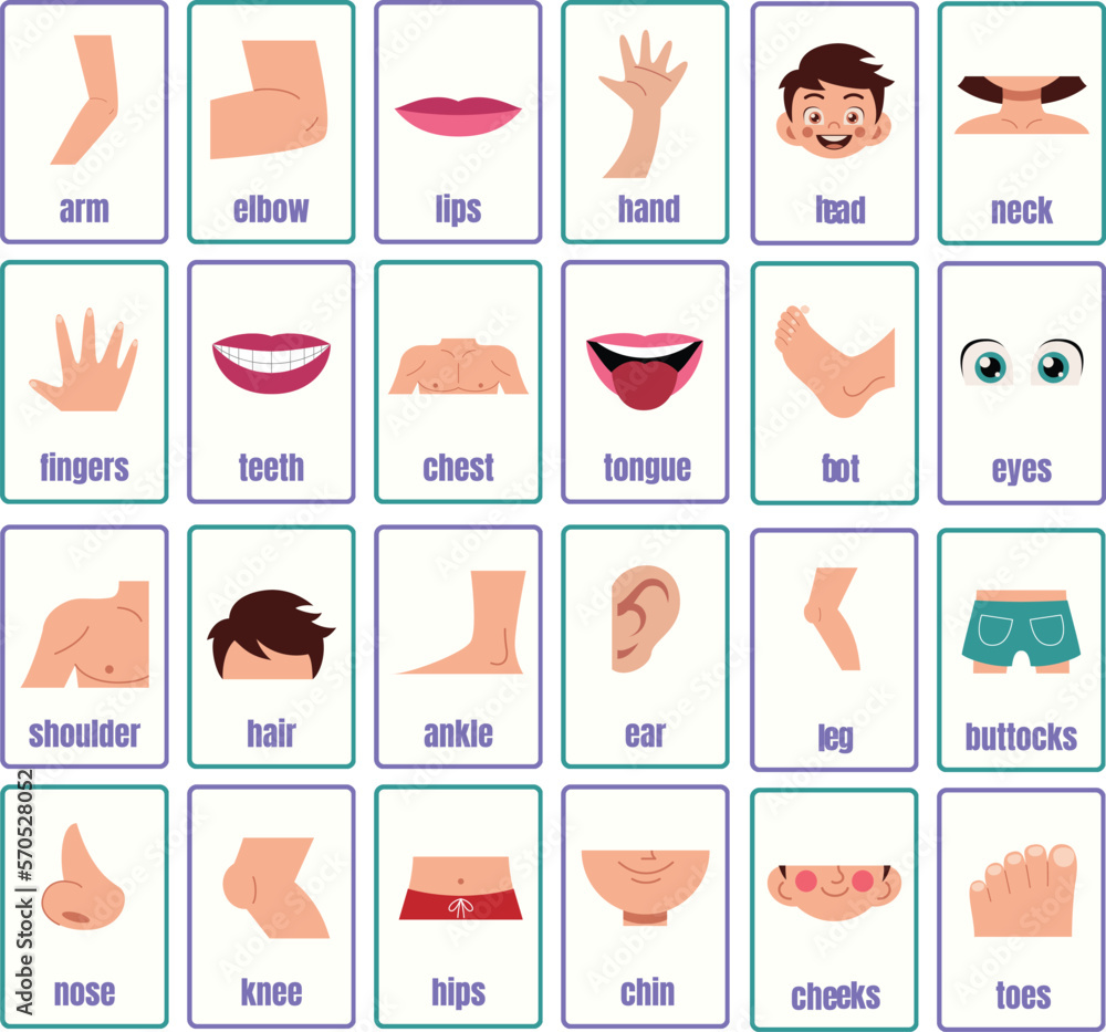 Vetor de Body Parts Anatomy Flashcards, Kids learning flashcards, parts