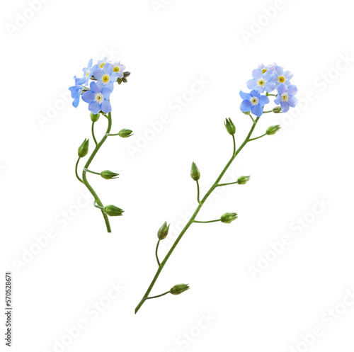 Set of blue forget-me-not f...