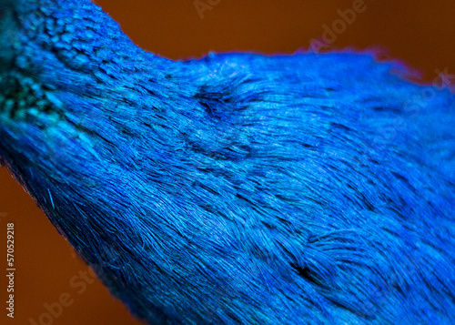 feathers of a male peacock photo