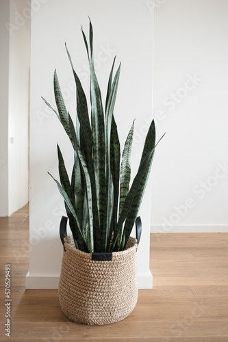 Home plant in jute basket with handles stands on floor in new house. photo